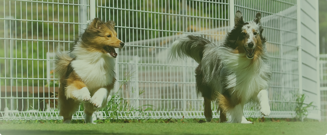 こいぬのワルツ