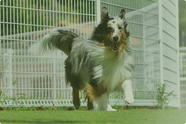 プライベートドッグラン＆セルフウォッシュ（こいぬのワルツ）